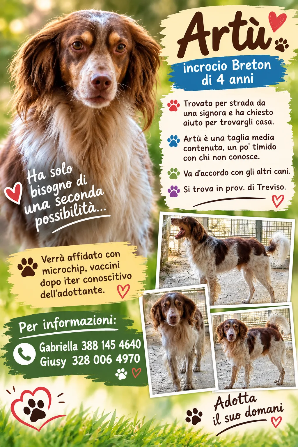 Artù, cane Mix Breton in adozione a Treviso - foto 5