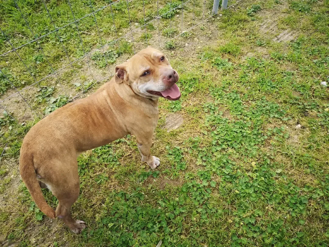 MICHELLE, cane Simil pit in adozione a Taranto - foto 2
