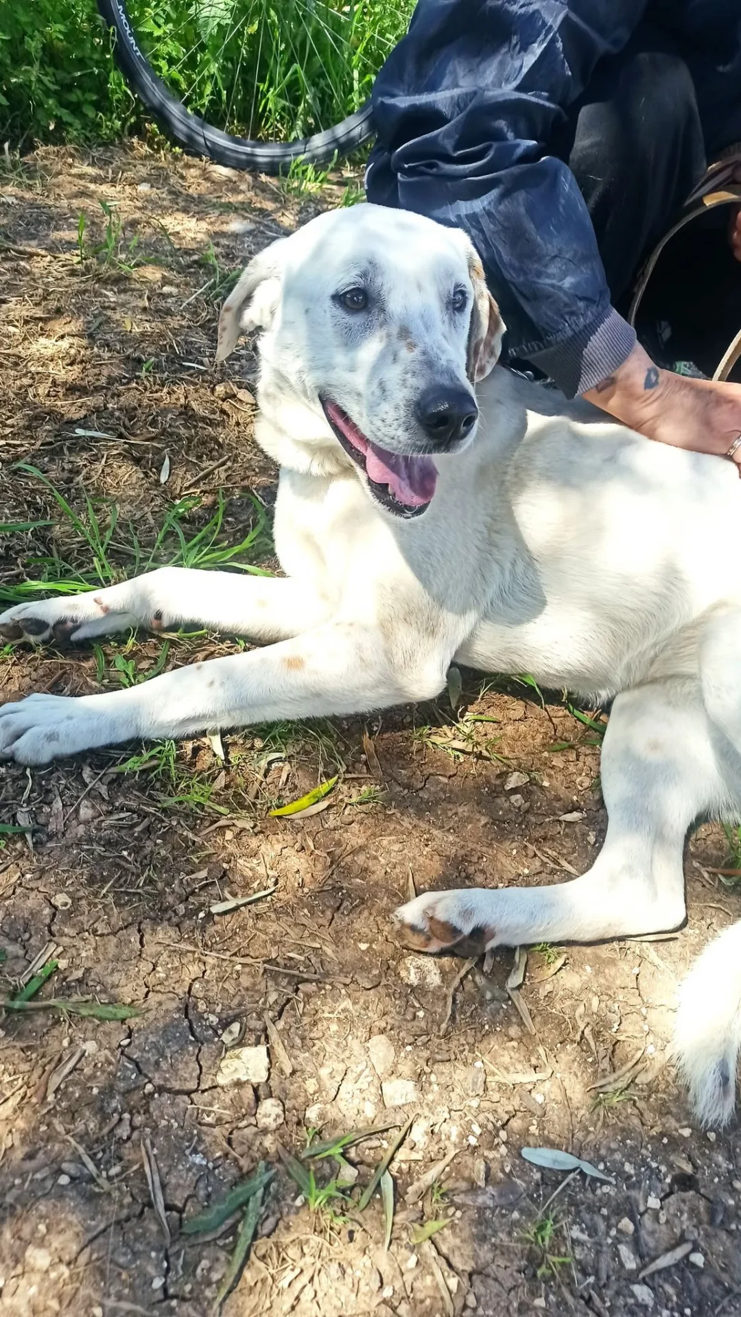 Lulù, cane Simil labrador in adozione a Bari
