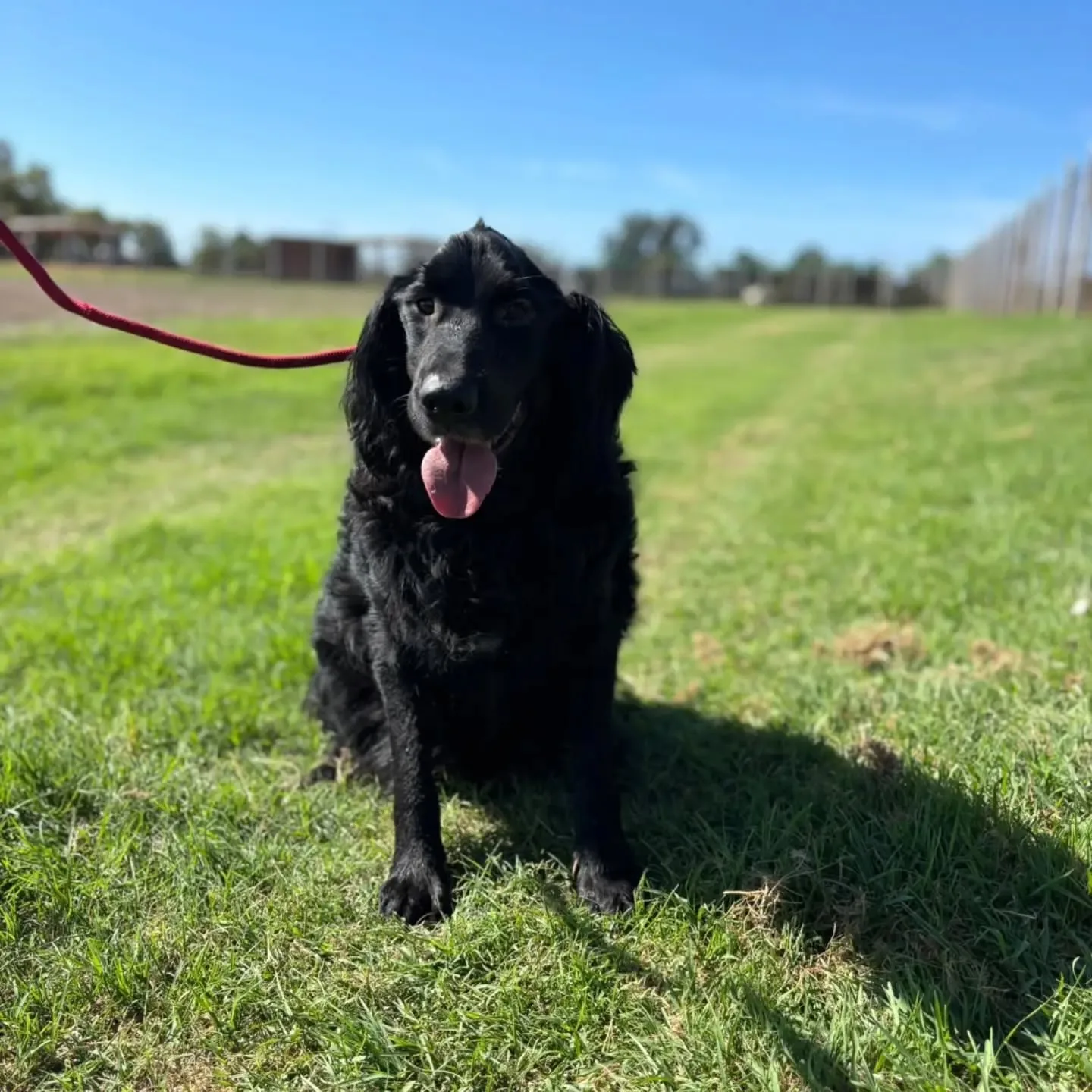 Coco, cane mix setter in adozione a Latina - foto 3