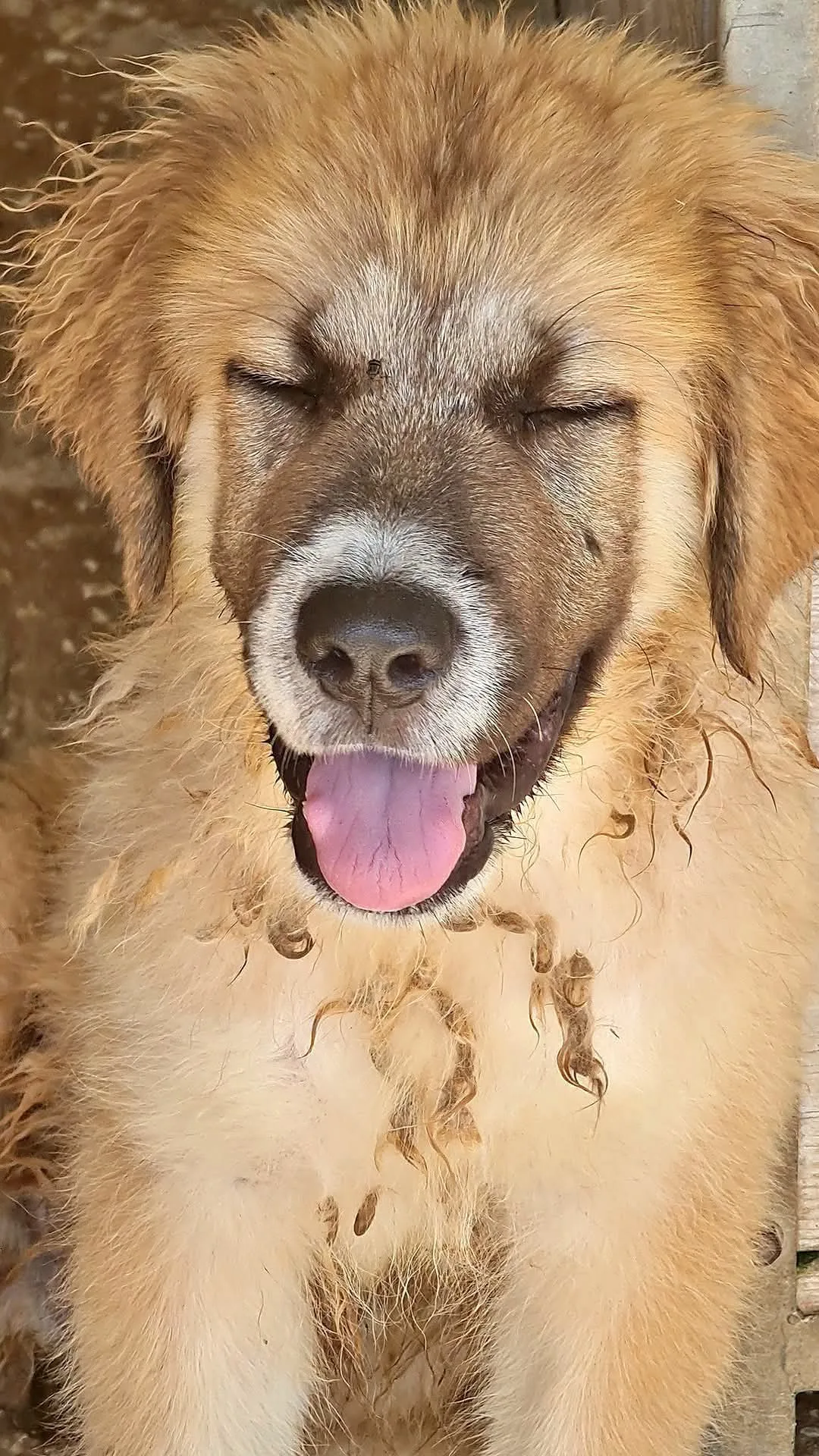 Molly, cane Meticcio in adozione a Trapani - foto 5