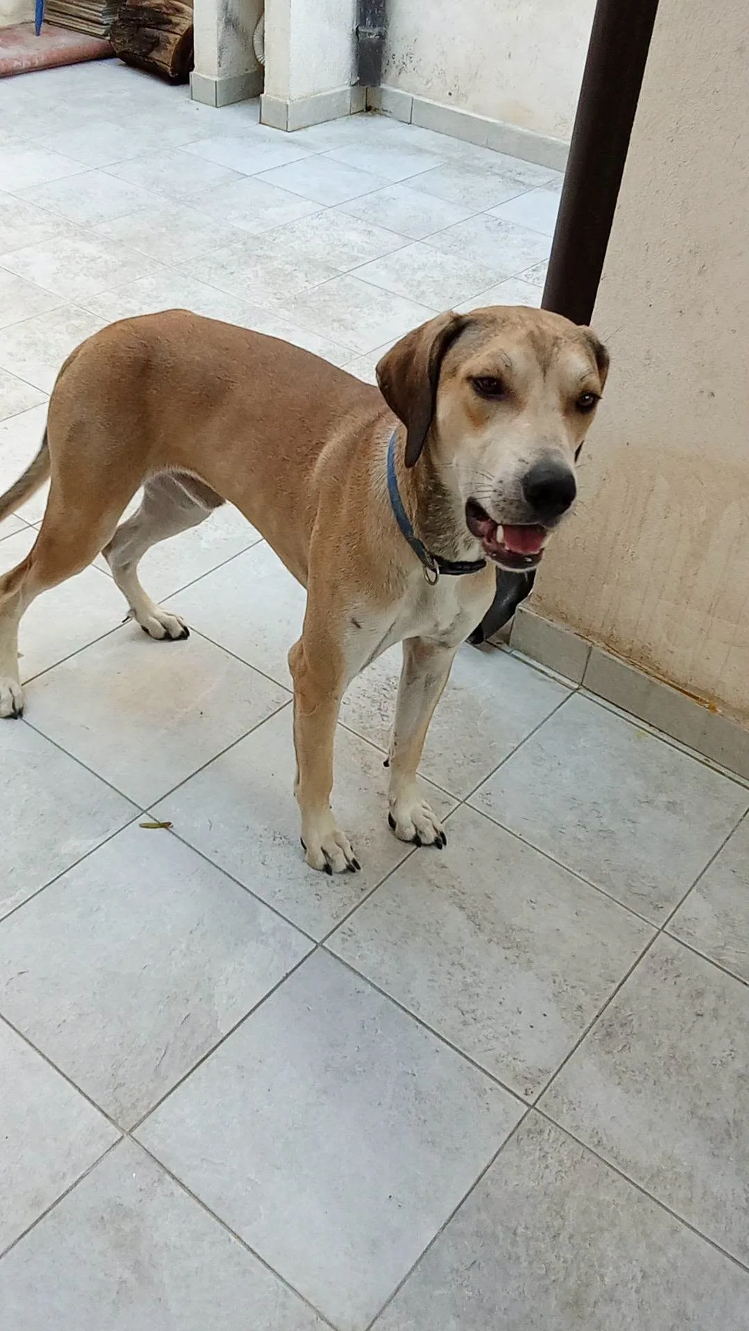 Cisko, cane Meticcio in adozione a Vibo Valentia