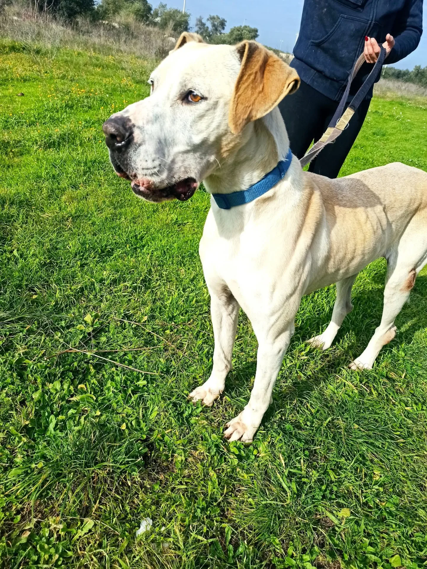 Ester, cane Mix alano in adozione a Bari - foto 2