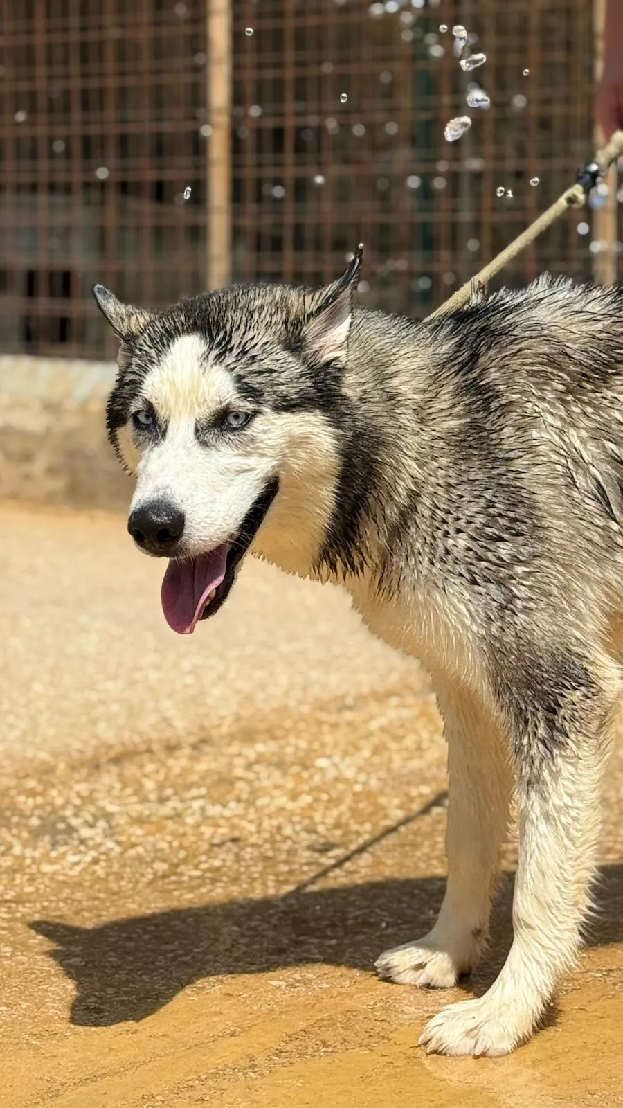 Bolt, cane Siberian husky in adozione a Trapani - foto 4