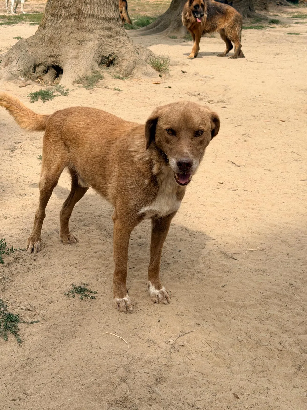 Balto, cane Meticcio in adozione a Pavia - foto 3