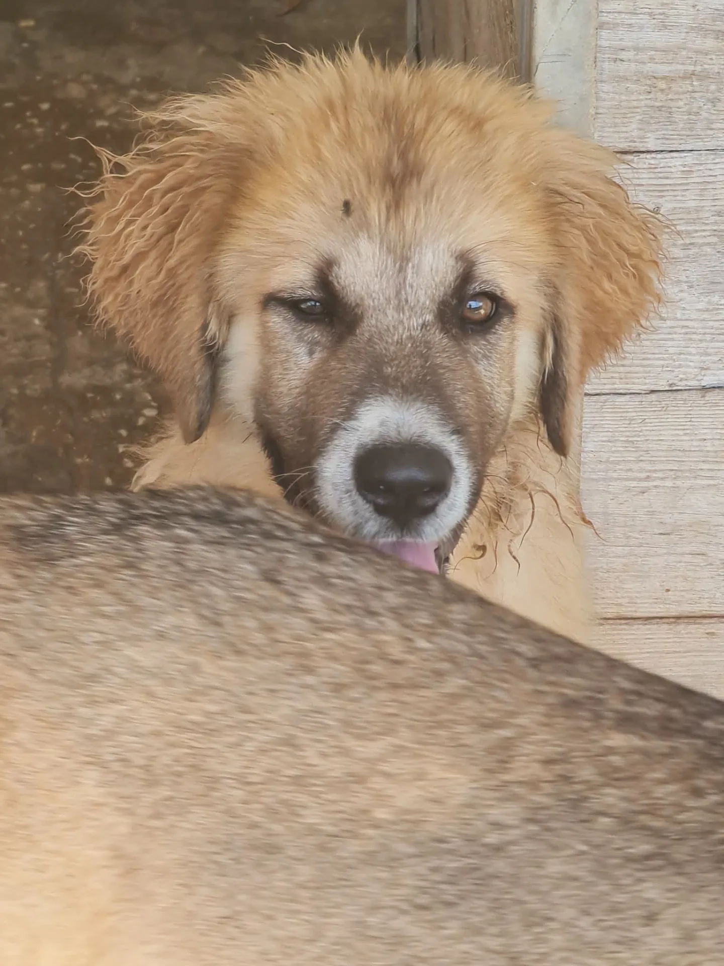 Molly, cane Meticcio in adozione a Trapani - foto 3