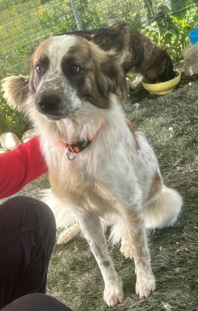 Atene, cane Meticcio in adozione a Crotone - foto 3