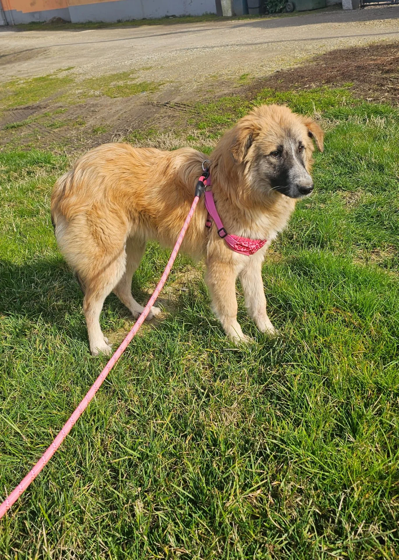 Maya, cane Meticcia in adozione a Piacenza - foto 2