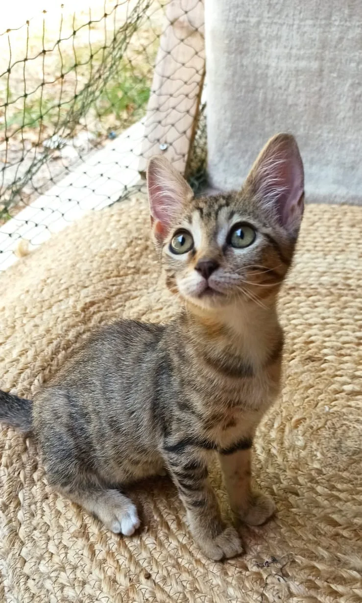 Melys, gatto Europeo in adozione a Crotone