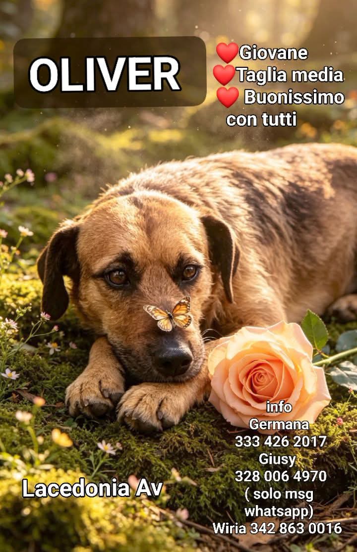 Oliver, cane Meticcio incrocio spinoncino in adozione