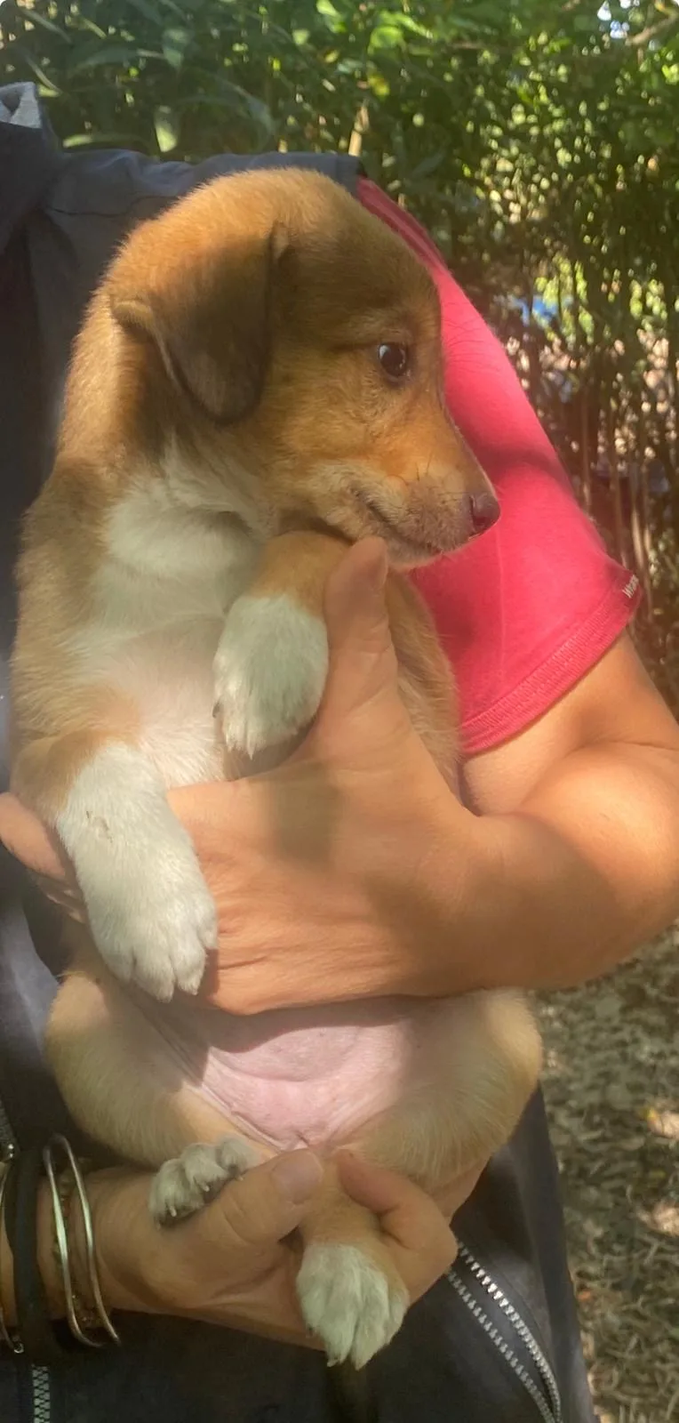 Mia, cane Meticcio in adozione a Crotone - foto 4