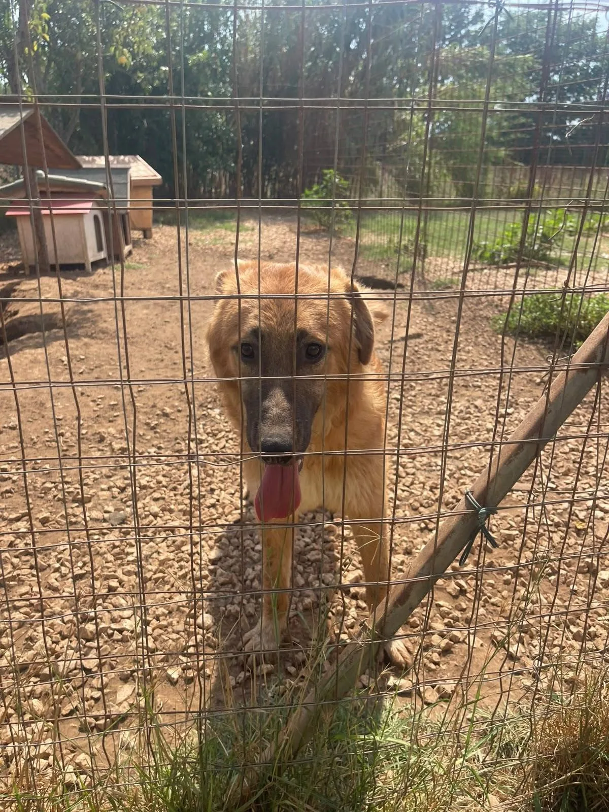 Tonino, cane meticcio in adozione a Latina - foto 2