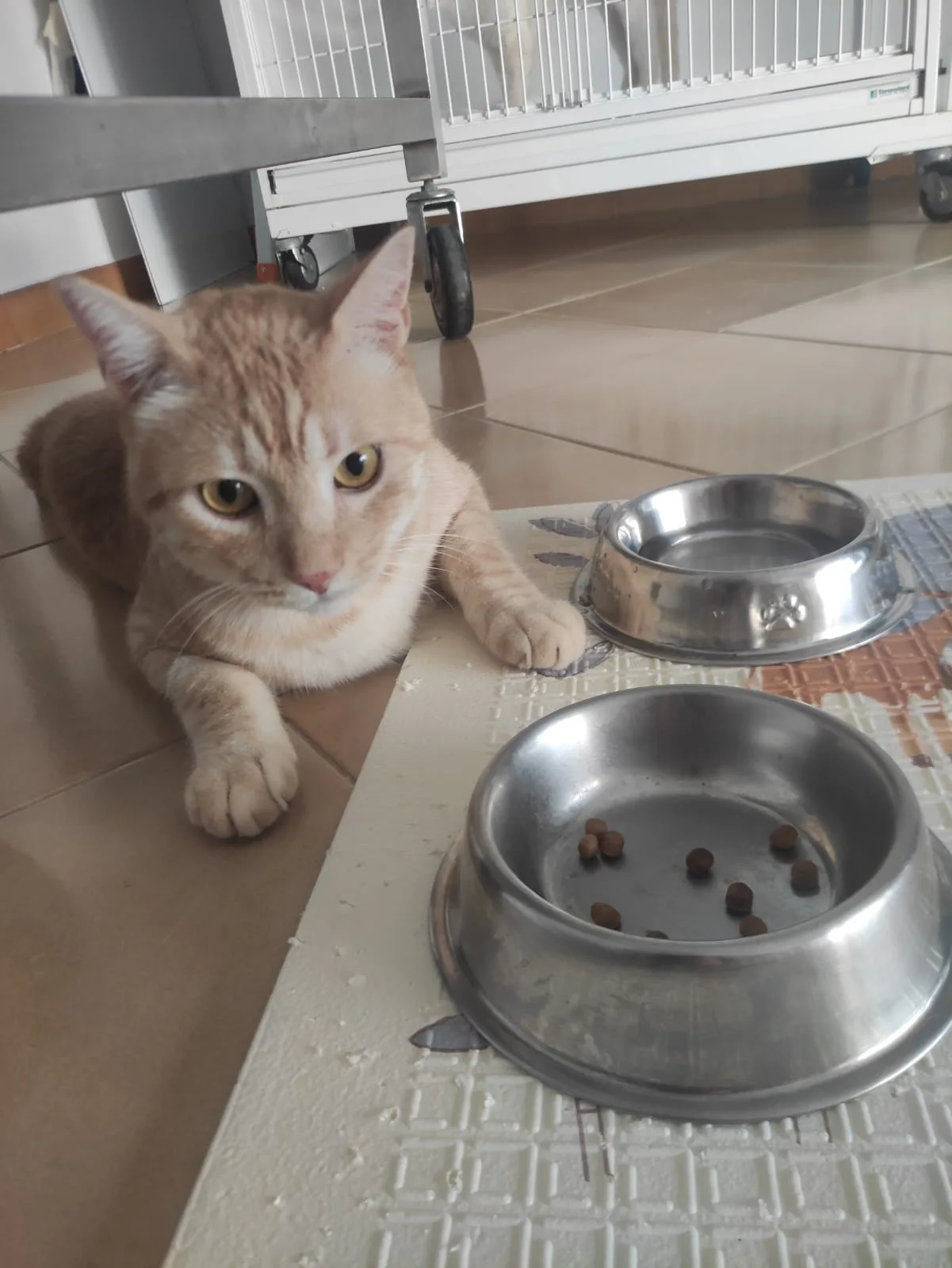Orange, gatto Metticio in adozione a Bari - foto 1
