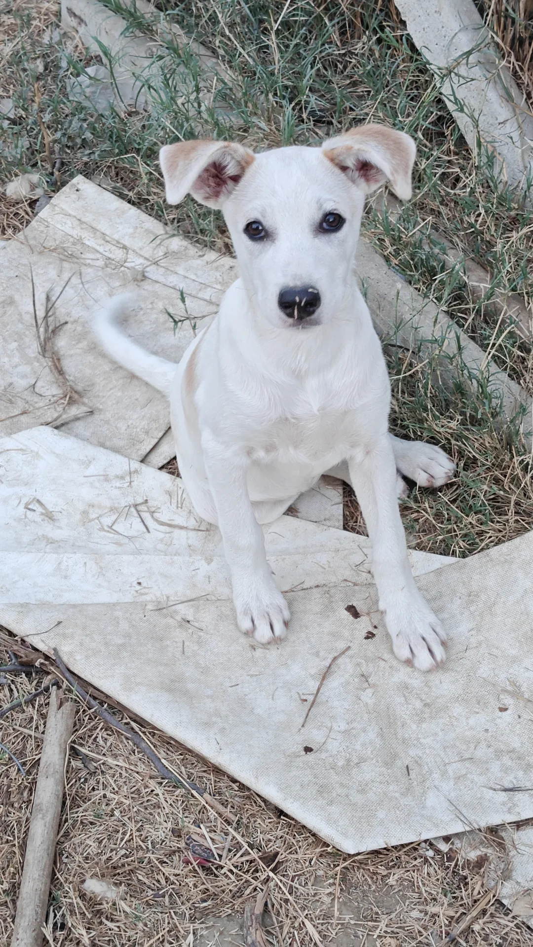 Lilly, cane in adozione a Trapani - foto 3