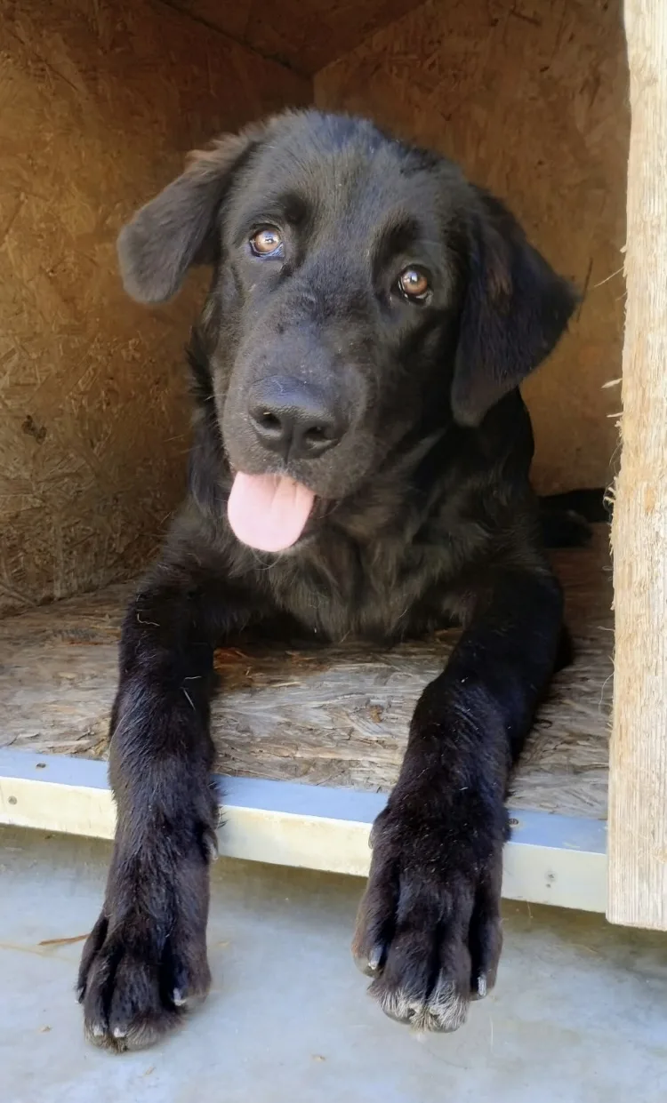 Kate, cane Meticcio in adozione a Taranto
