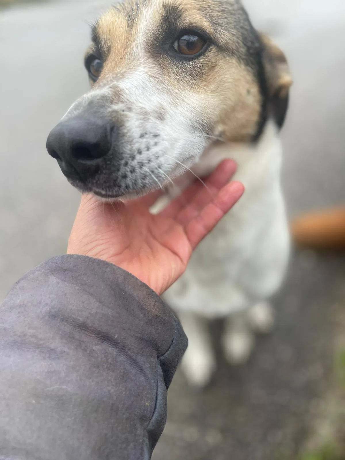 Rosemary, cane in adozione a Pavia - foto 2