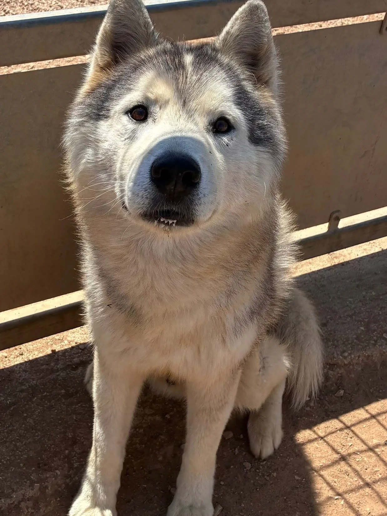Bruscolino, cane Siberian Husky in adozione a Latina