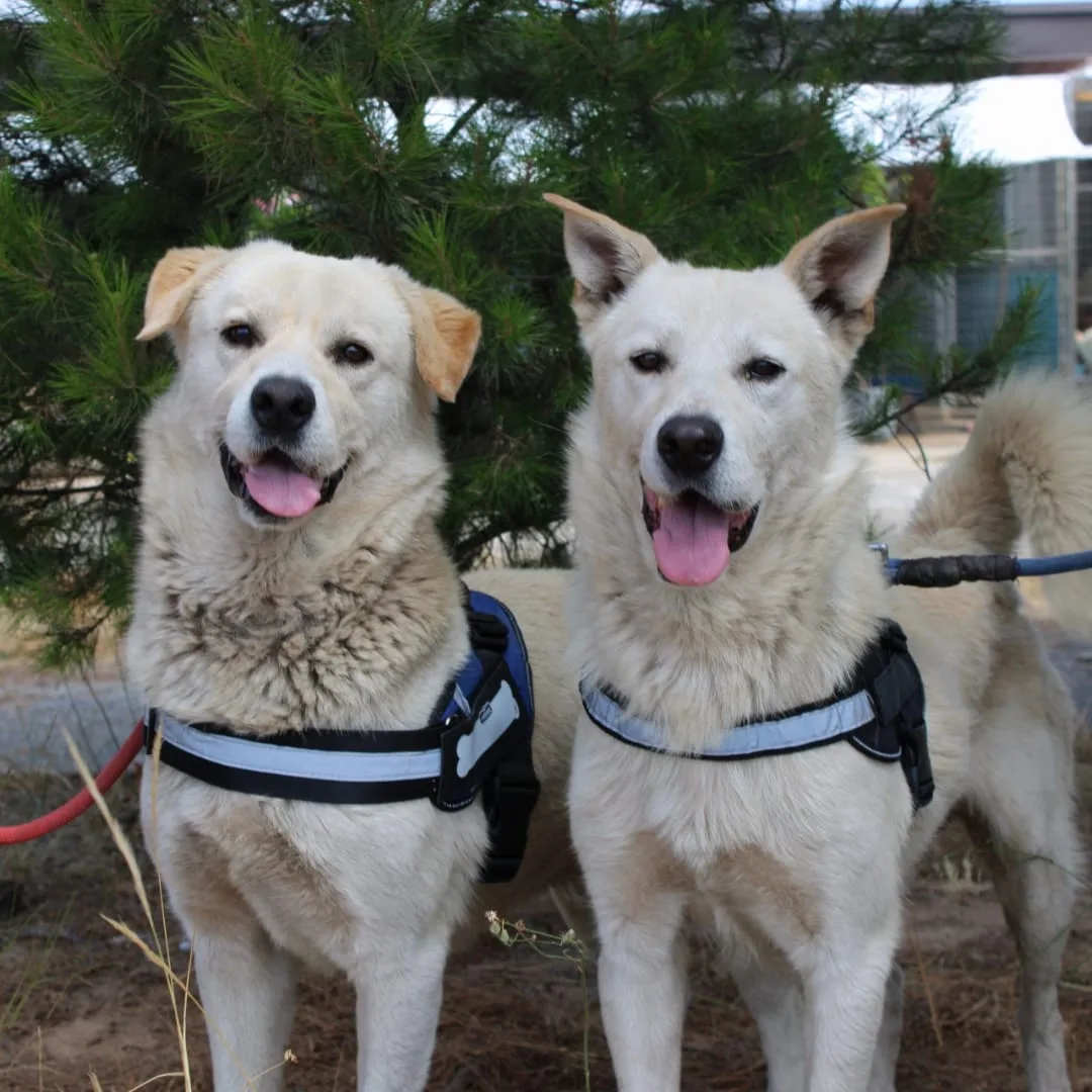 Sherlock & Watson, cane Meticci in adozione a Crotone - foto 2