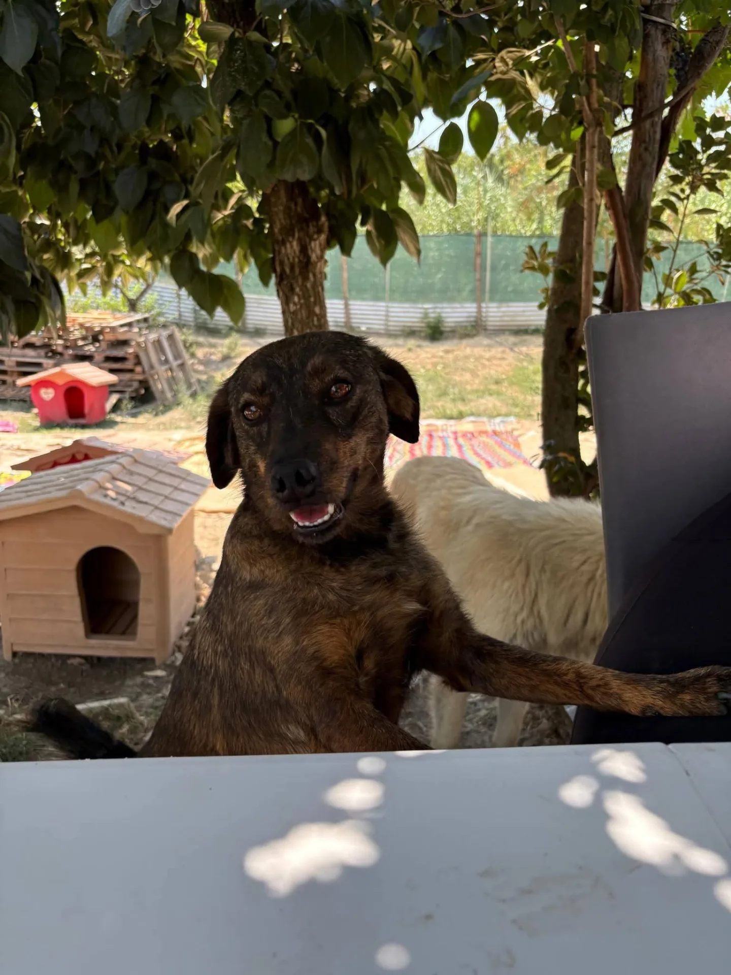 Beth, cane Meticcio in adozione a Treviso - foto 4