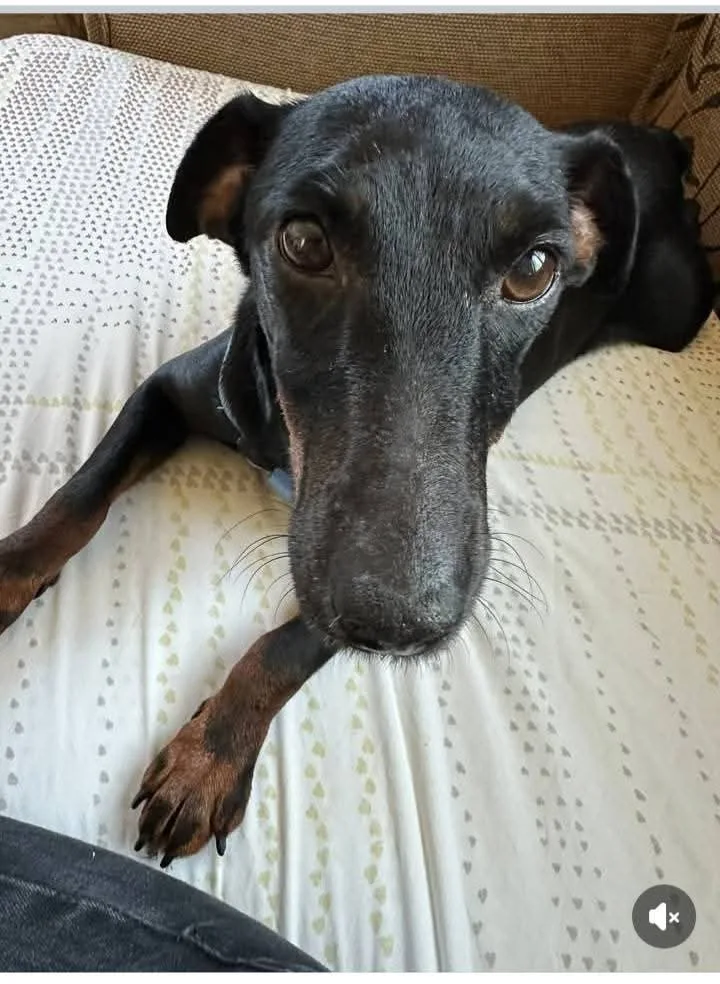 Aura, cane in adozione a Vibo Valentia - foto 3
