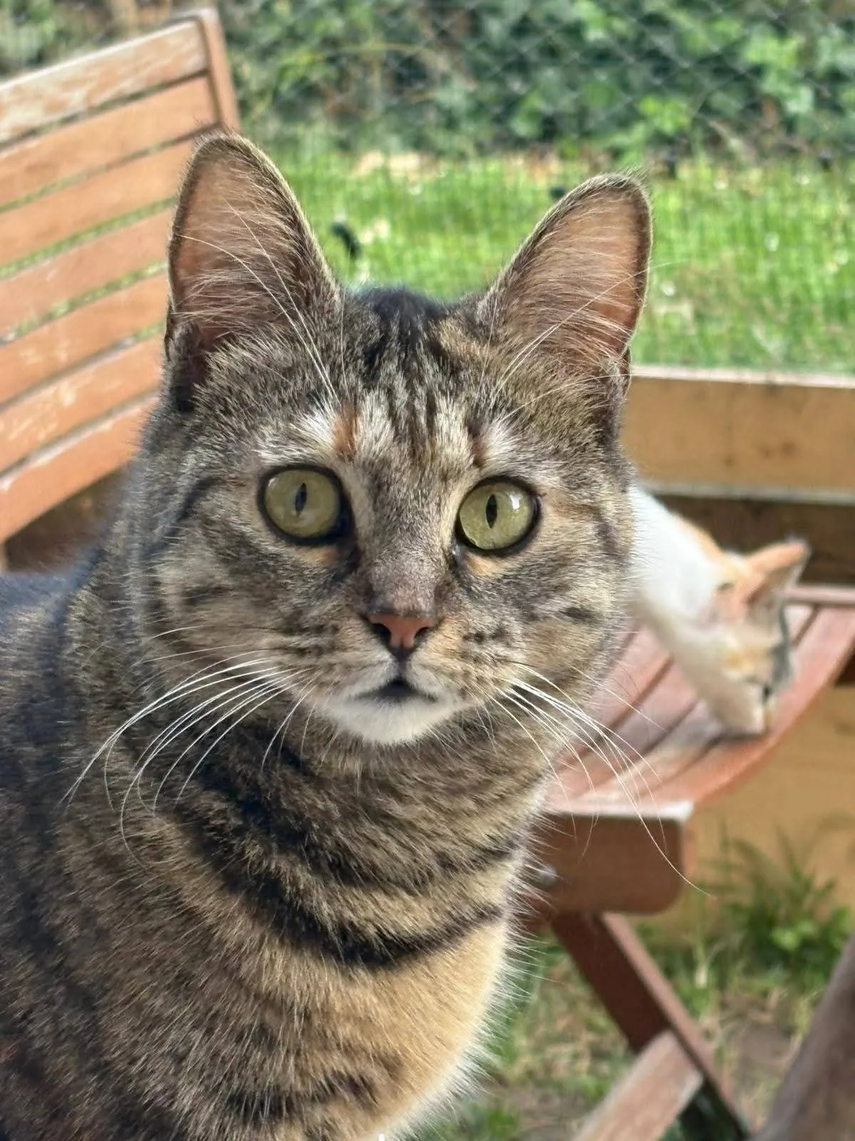 Calliope, gatto Europeo in adozione a Milano