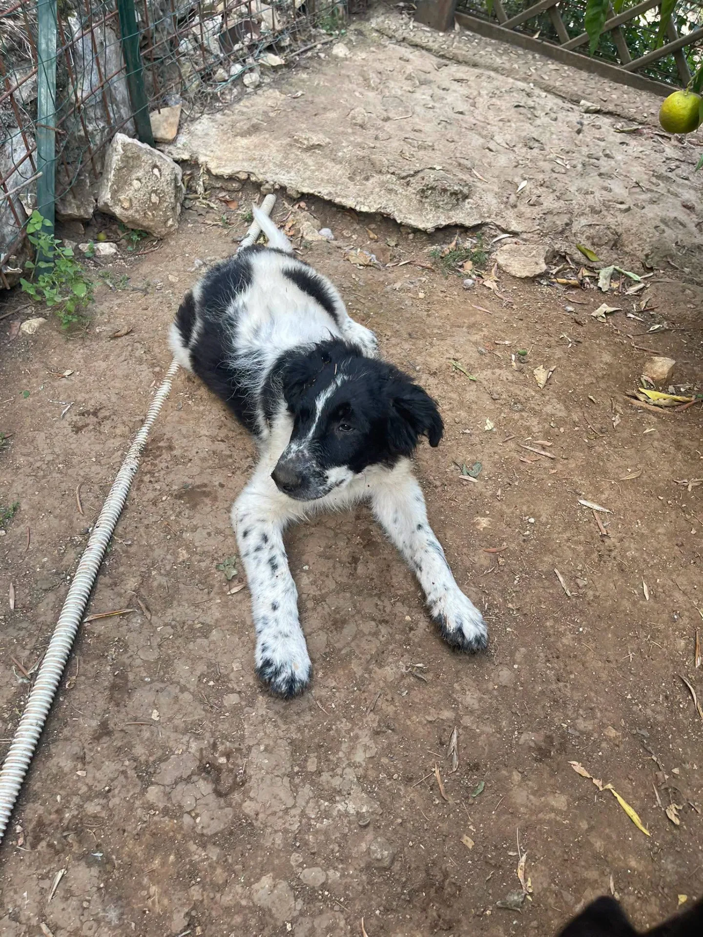 Zorro, cane meticcio in adozione a Latina - foto 2
