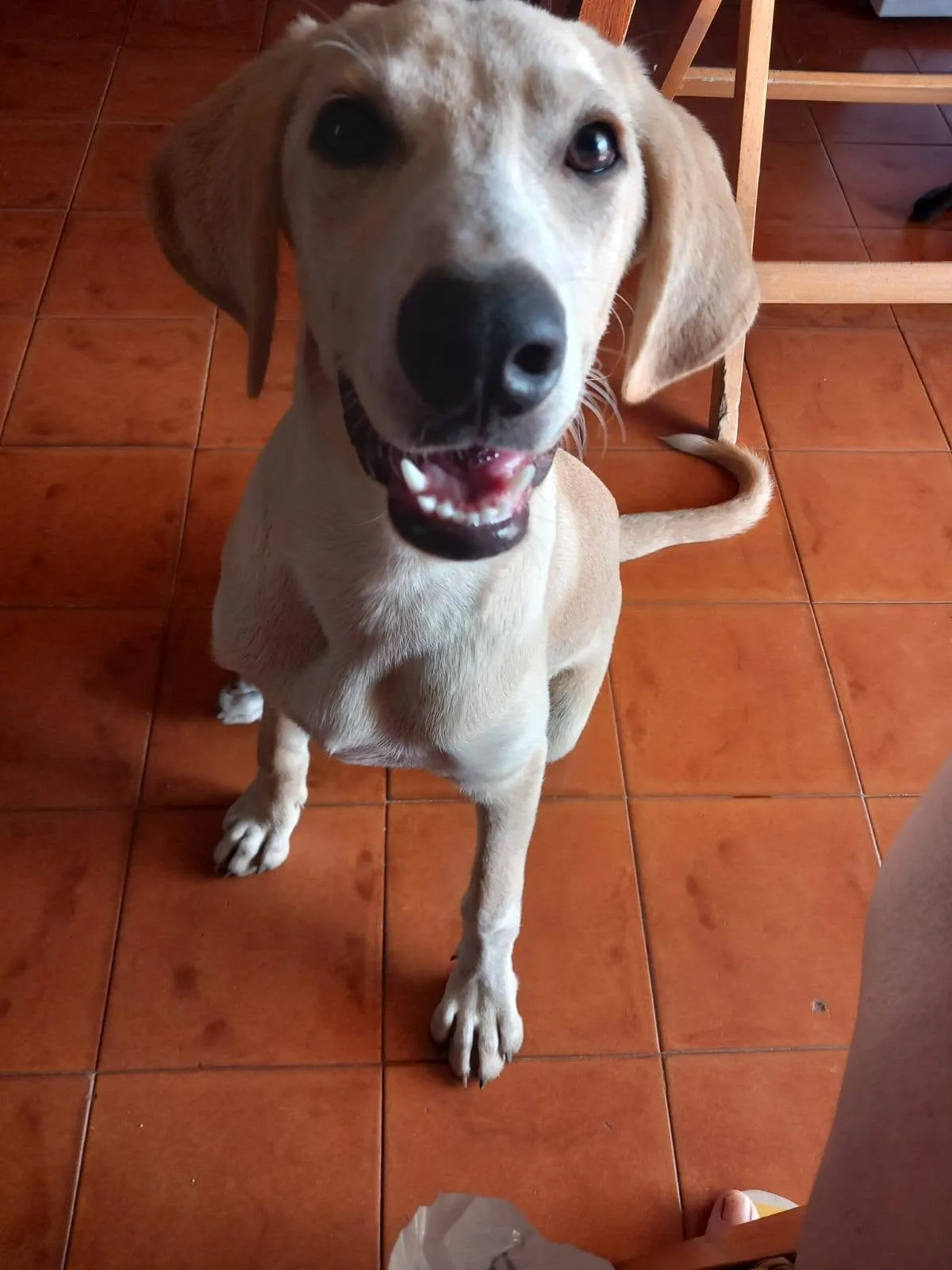 Priscilla, cane meticcio in adozione a Latina - foto 1