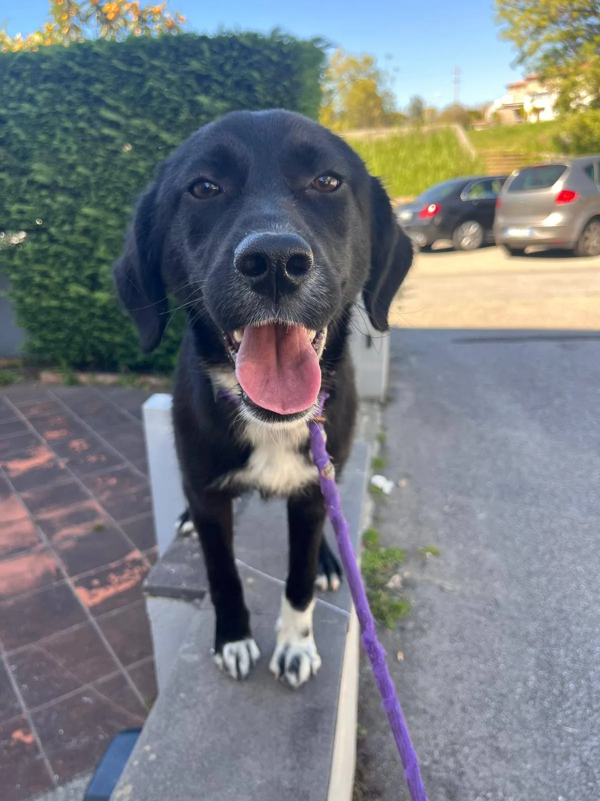 Ornella, cane meticcia in adozione a Cosenza - foto 1