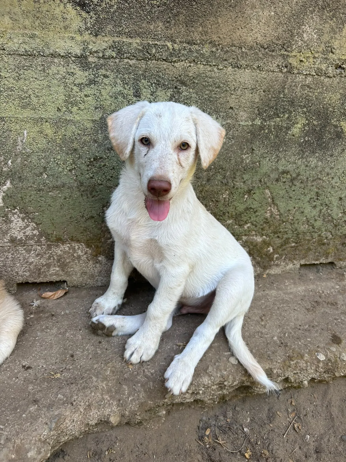 Lumi, cane Meticcio in adozione a Messina - foto 3