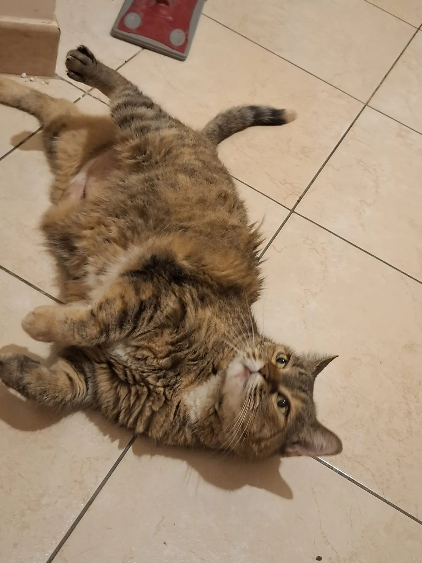 Chicca, gatto Europeo in adozione a Roma - foto 2