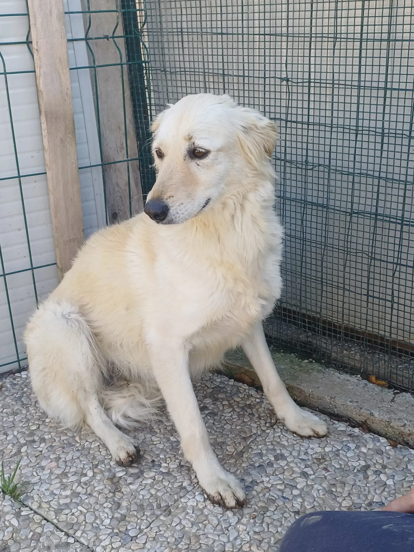 Bettina, cane Meticcio in adozione a Lecco - foto 5