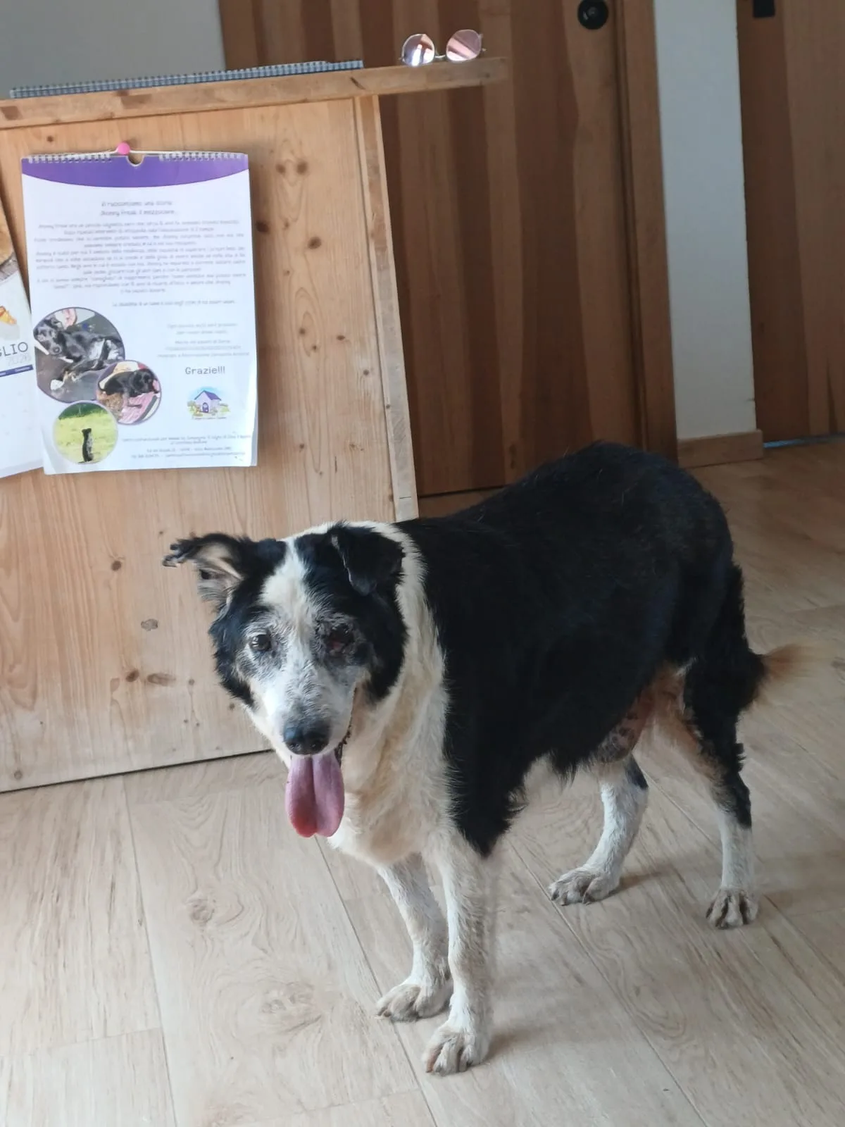 Nonno Jack, cane Meticcio in adozione a Mantova - foto 3
