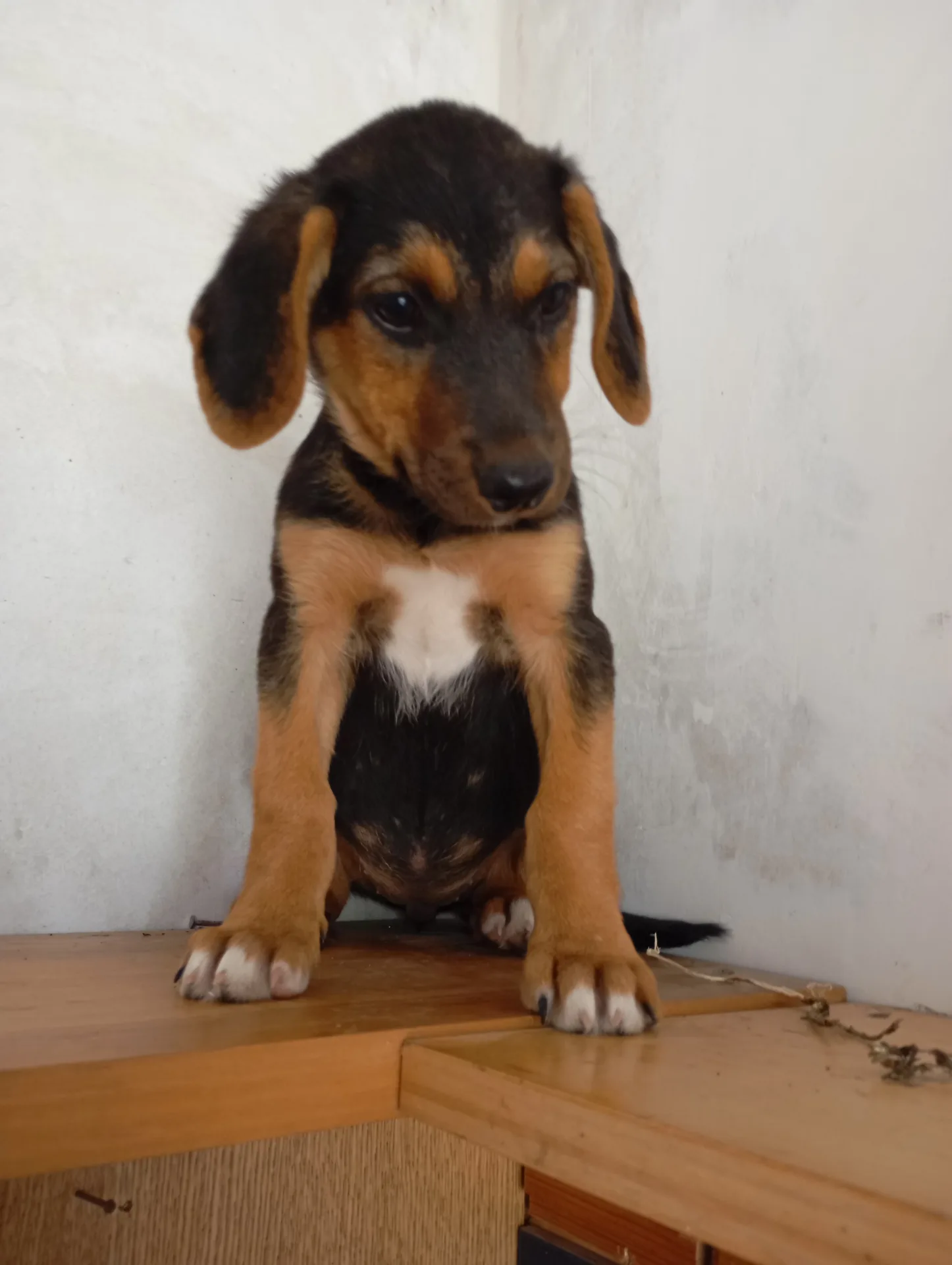 Foto 3 di Kira, cane Simil segugio in adozione