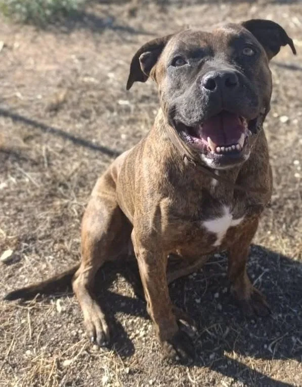 Luce, cane Pitbull in adozione a Bari - foto 2