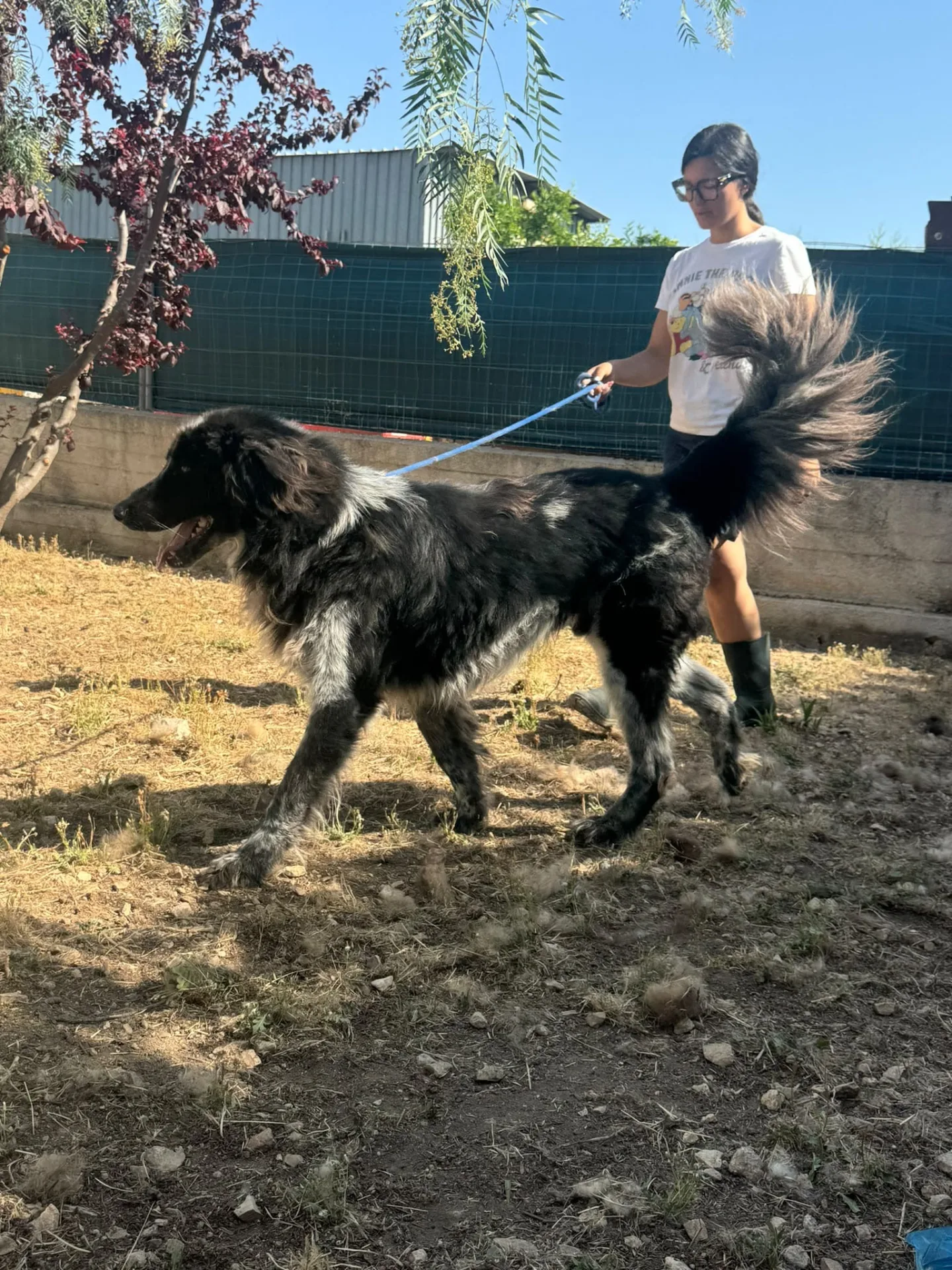Orso, cane Meticcio in adozione a Milano - foto 4