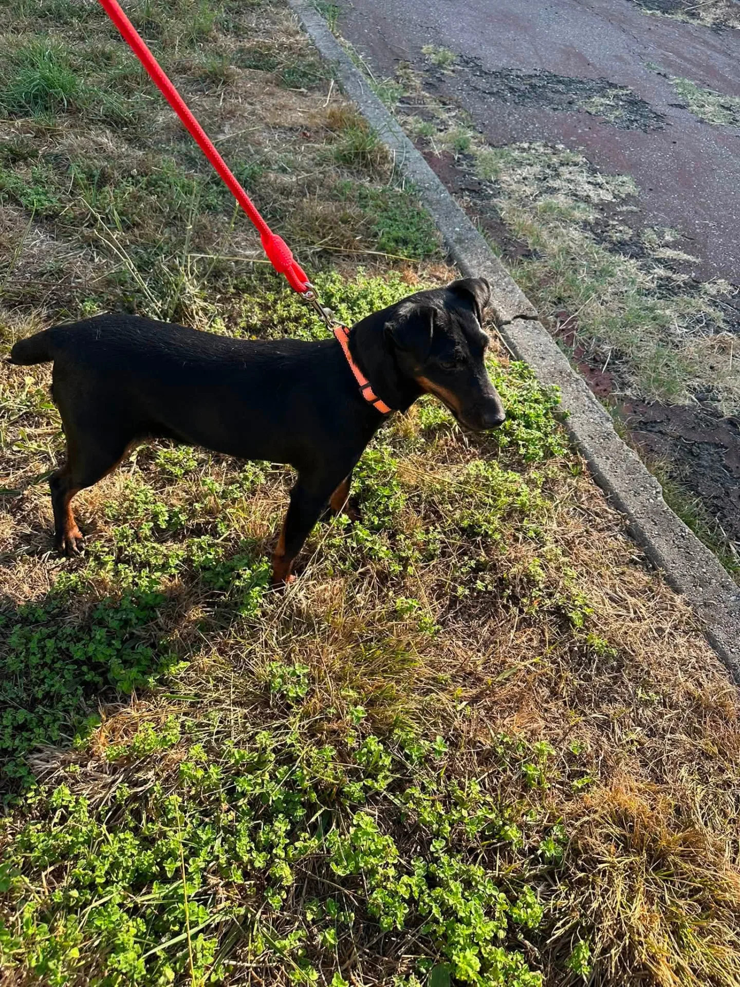 Aura, cane in adozione a Vibo Valentia - foto 5