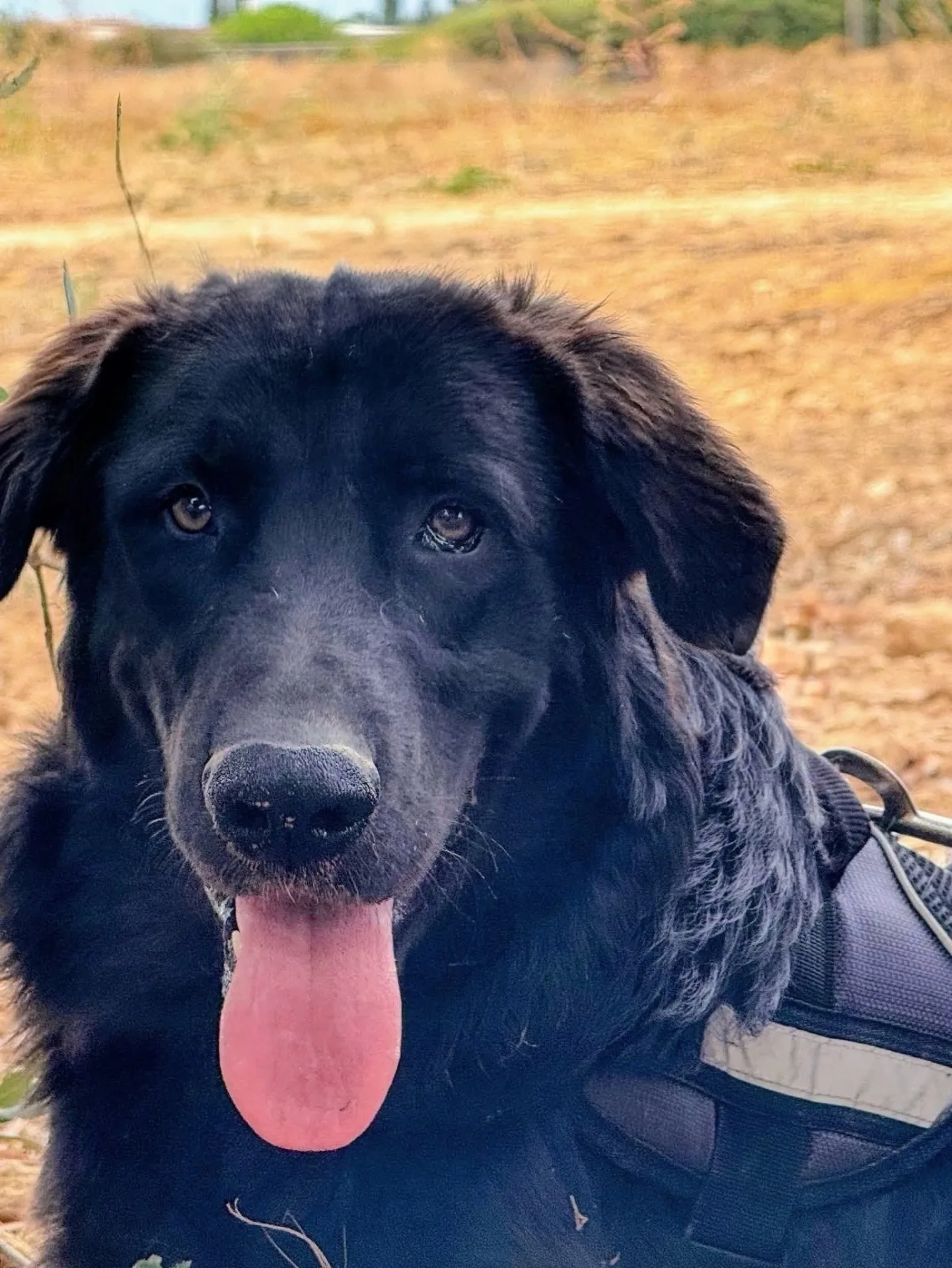 KURT, cane Meticcio in adozione a Taranto - foto 1