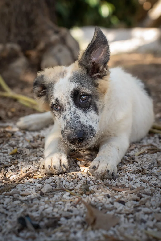 Lillo, cane Meticcio in adozione - foto 2