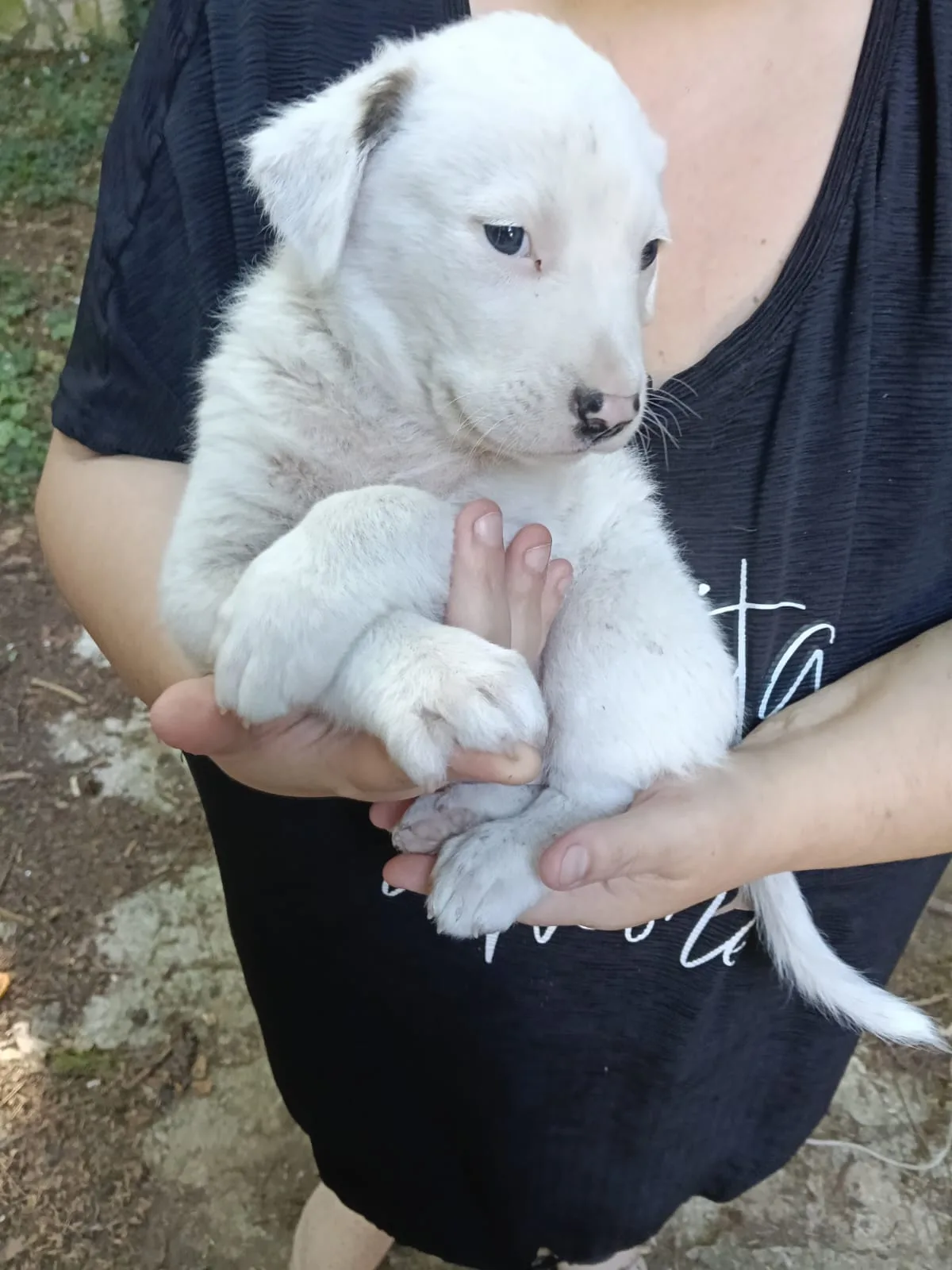 Manny, cane meticcio in adozione a Avellino - foto 4