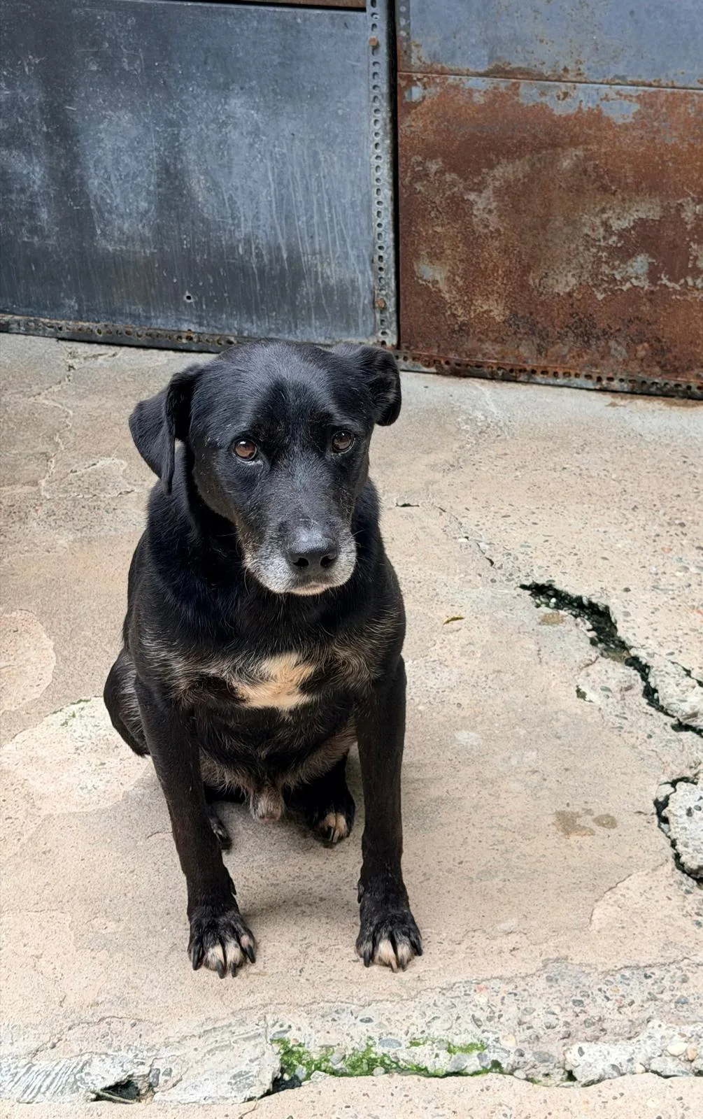Fulmine, cane Meticcio in adozione a Pavia - foto 3