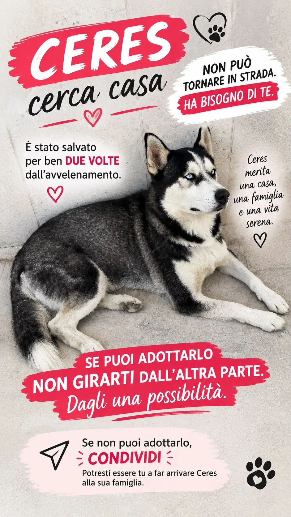 Ceres, cane Siberian husky in adozione a Trapani - foto 4