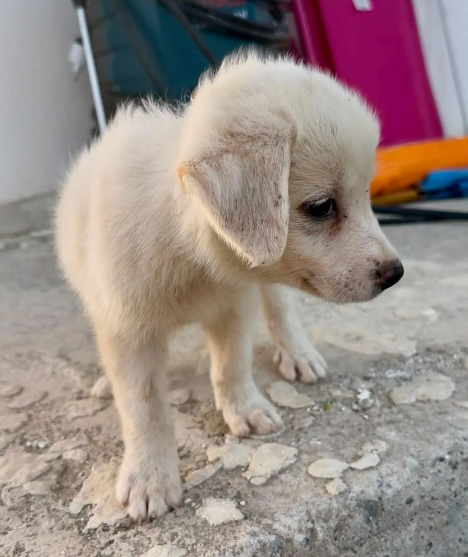 Aurora, cane Meticcio in adozione a Crotone - foto 5