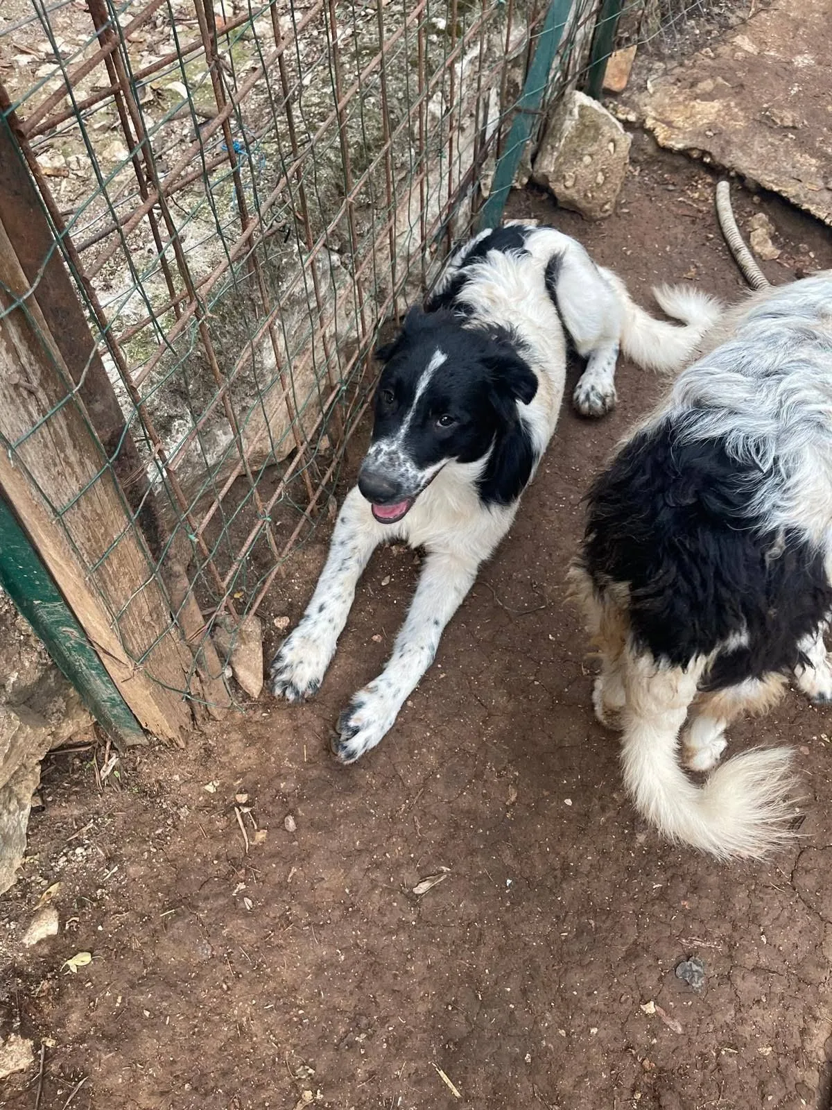 Zorro, cane meticcio in adozione a Latina - foto 5