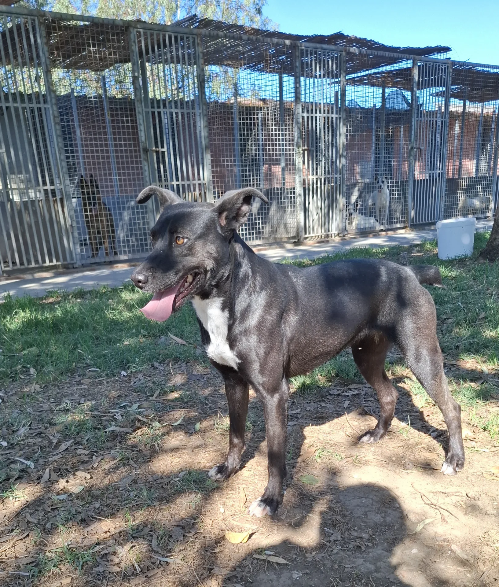 Foto 5 di Licia, cane Meticcia in adozione