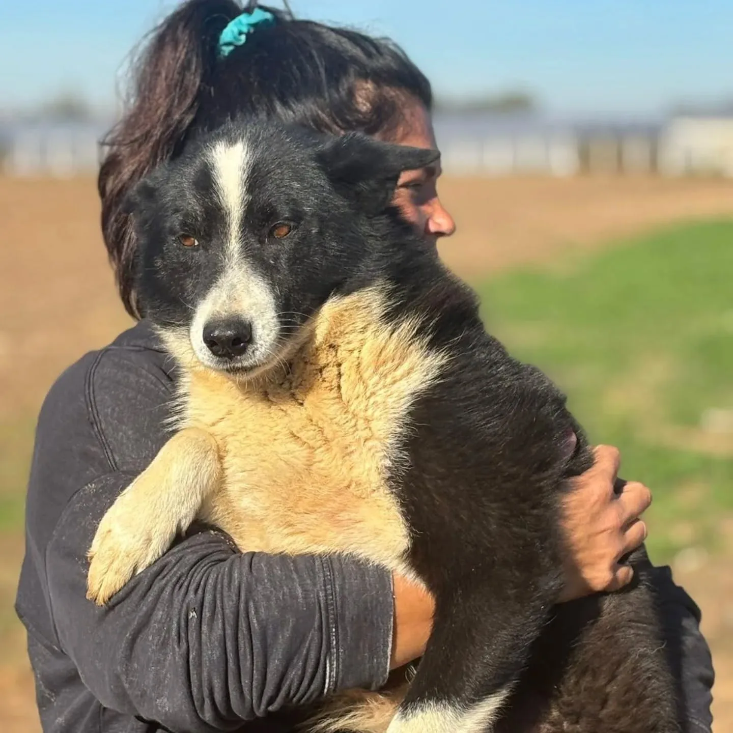 Irma, cane Cane da Orso della Carelia in adozione a Latina