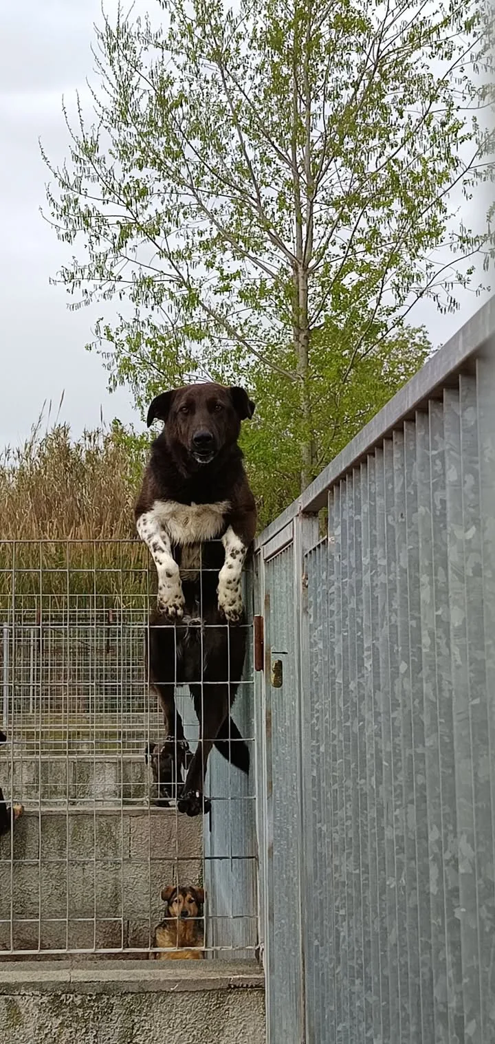 Impero, cane Meticcio in adozione a Vibo Valentia - foto 1
