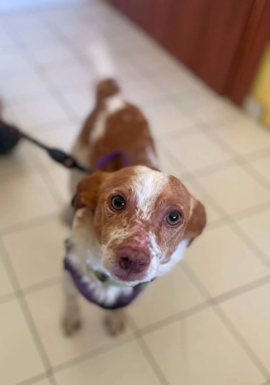 Sky, cane meticcio in adozione a Latina