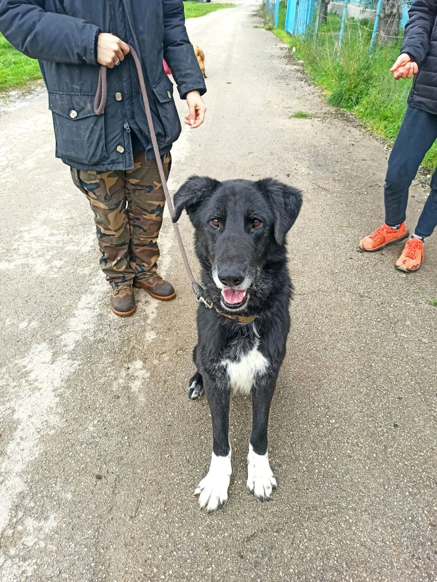 Fernando, cane Meticcio in adozione a Bari - foto 3