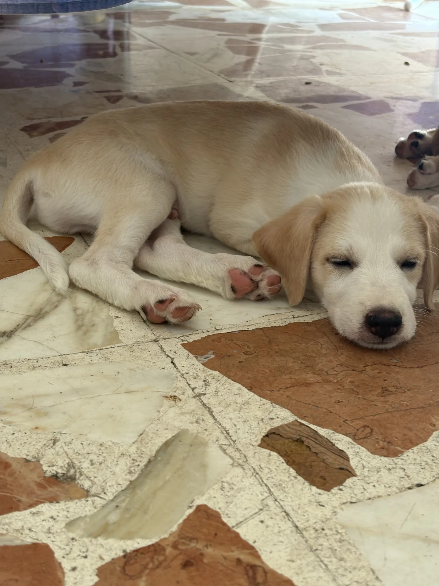 Tito, cane Meticcio in adozione a Siracusa - foto 2