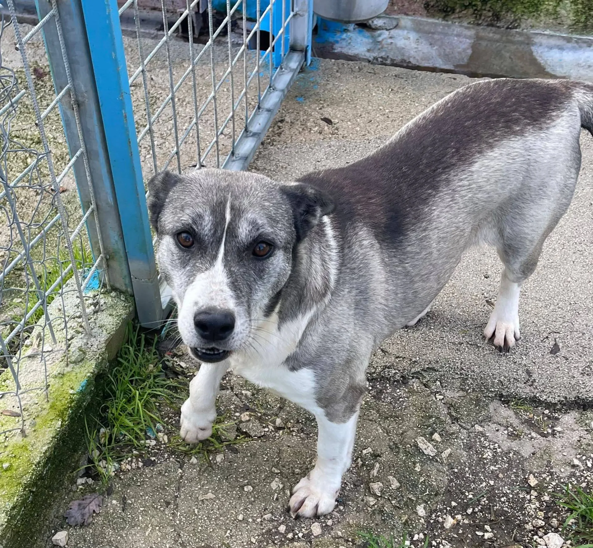 Mamy, cane meticcio in adozione a Latina - foto 2